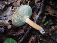Lactarius volemus image