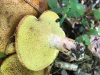 Suillus subaureus image