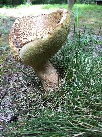 Boletus variipes image