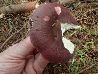 Russula olivacea image