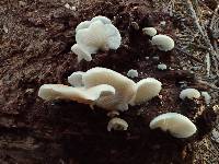 Crepidotus applanatus image