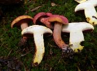 Boletus carminiporus image