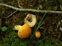 Gyroporus ballouii image