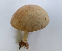 Leccinum holopus image