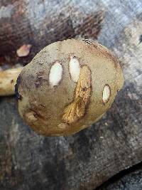 Boletus oregonensis image