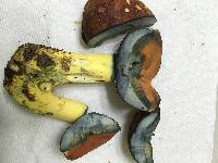 Boletus subluridellus image