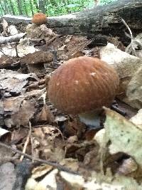 Psathyrella delineata image