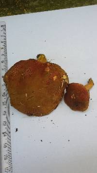 Hortiboletus engelii image