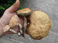 Boletus pallidus image