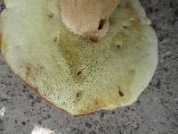 Boletus variipes image