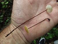 Rhizomarasmius pyrrhocephalus image