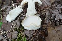 Boletus nobilis image