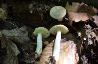 Boletus pallidus image