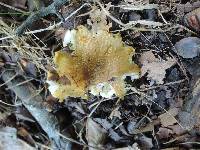 Russula pulverulenta image