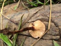 Lentinus velutinus image