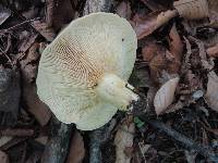 Lactarius maculatipes image