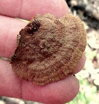 Phellinus gilvus image