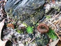 Coltricia cinnamomea image