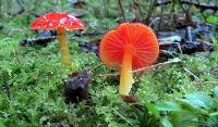 Hygrocybe minutula image