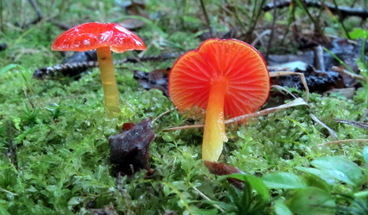 Hygrocybe minutula image