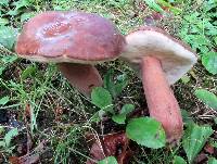 Tylopilus badiceps image