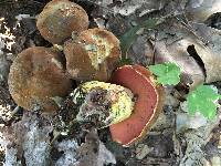 Boletus subluridellus image