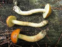 Leccinum longicurvipes image