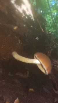 Psathyrella delineata image