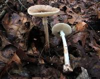 Amanita brunnescens image