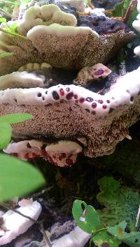 Hydnellum peckii image