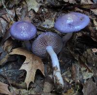 Cortinarius iodes image