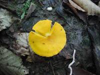 Cantharellus flavus image