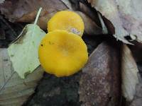 Cantharellus flavus image