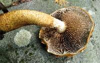 Hemistropharia albocrenulata image