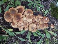 Armillaria solidipes image