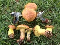 Boletus luridellus image