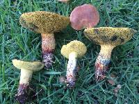 Boletus luridellus image