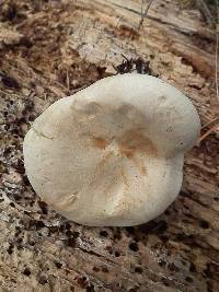 Leucopaxillus giganteus image