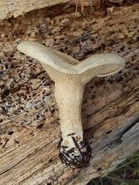 Leucopaxillus giganteus image