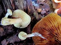 Gymnopilus sapineus image