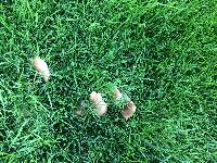 Hohenbuehelia petaloides image