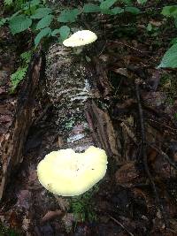 Pleurotus dryinus image