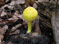 Pulveroboletus curtisii image