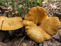 Lactarius psammicola image