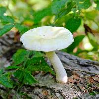 Pleurotus dryinus image