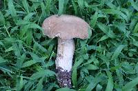 Boletus variipes image