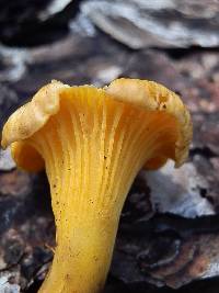 Cantharellus roseocanus image