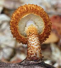 Leucopholiota decorosa image