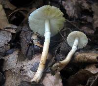 Leucoagaricus brunnescens image