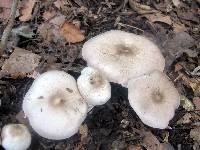 Agaricus placomyces image